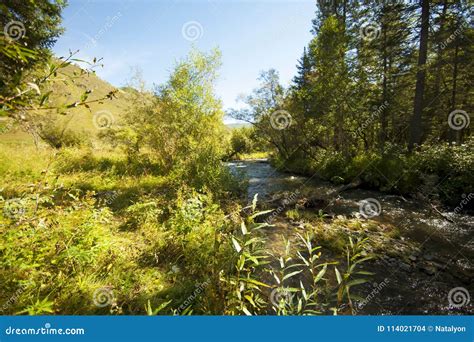 Mountain River Fast Stream Going Through Green Forest On A Summer Sunny