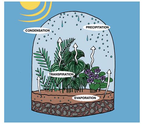 How To Design A Closed System Terrarium Mississippi State University