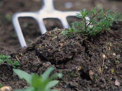 How To Plant A New Lawn From Seed Or Sod The Garden Glove