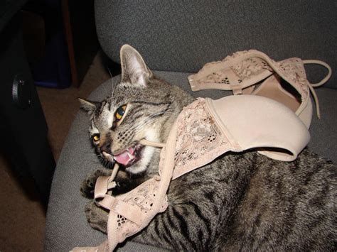 cats love bras too 37 pics