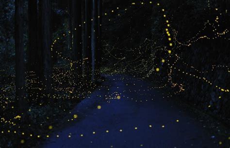 Fireflies Wallpapers Wallpaper Cave