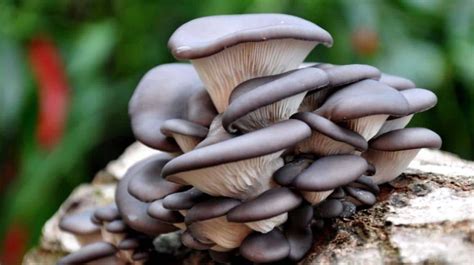 Can you eat mushrooms while pregnant ? | kidschildren