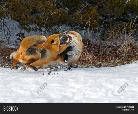 Pair Red Foxes Image And Photo Free Trial Bigstock