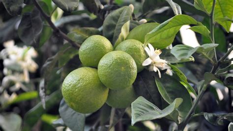 Citrus Aurantium Sistematica Etimologia Habitat Coltivazione