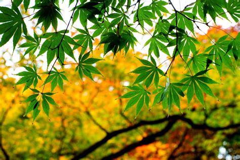 Wallpaper Sunlight Forest Leaves Nature Plants Branch Green