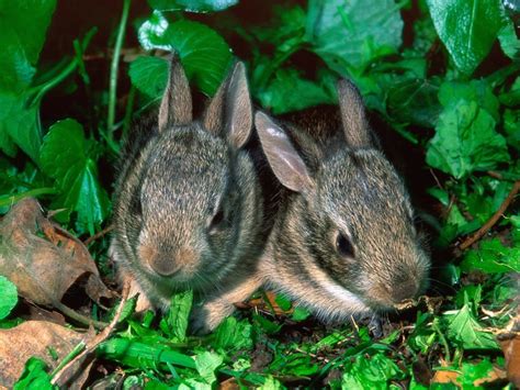 Baby Cottontail Rabbits Wallpaper Free Hd Downloads