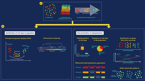 Understanding Single Cell Sequencing How It Works And Its Applications