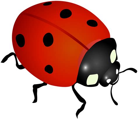 Ladybug Cartoon Background