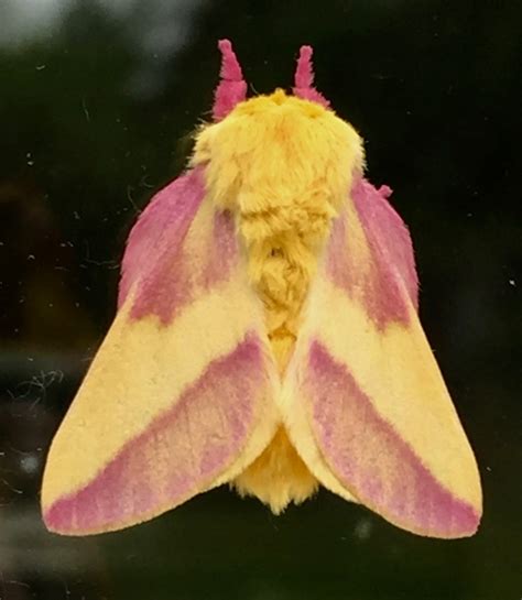 Photos Rosy Maple Moths Captured Across Western Massachusetts Wwlp