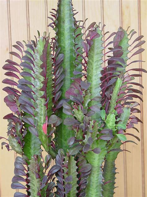 African milk tree, cathedral cactus, abyssinian euphorbia, high chaparall danish euphorbia trigona is widely cultivated as a pot plant. Euphorbia Trigona Red Cathedral Cactus (euphorbiaceae ...