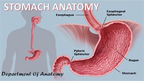 Stomach Anatomy Youtube