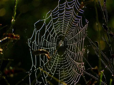 Cobweb In Morning Dew Stock Image Image Of Phobia Silk 122015337