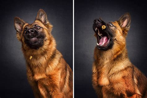 Photographer Captures Hungry Dogs Hilarious Expressions When They