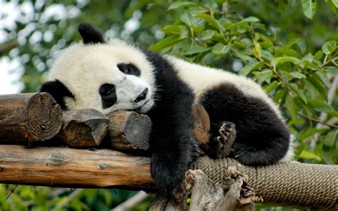 Sleeping Panda Wallpapers Top Free Sleeping Panda Backgrounds