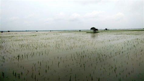 Ratusan Hektar Sawah Di Lampung Tergenang Akibat Meluapnya Sungai Way