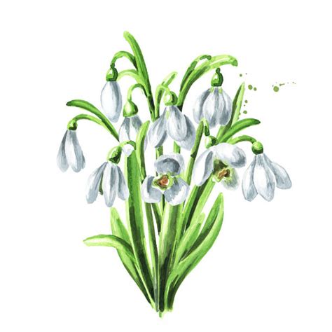 Snowdrop Flower Isolated Illustrations Royalty Free Vector Graphics