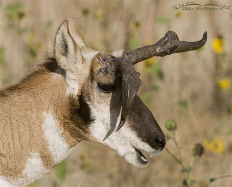 Atypical Pronghorn Buck Eating Mia Mcphersons On The Wing Photography