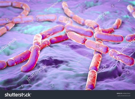 Bacillus Cereus Grampositive Sporeproducing Bacteria Arranged Stock