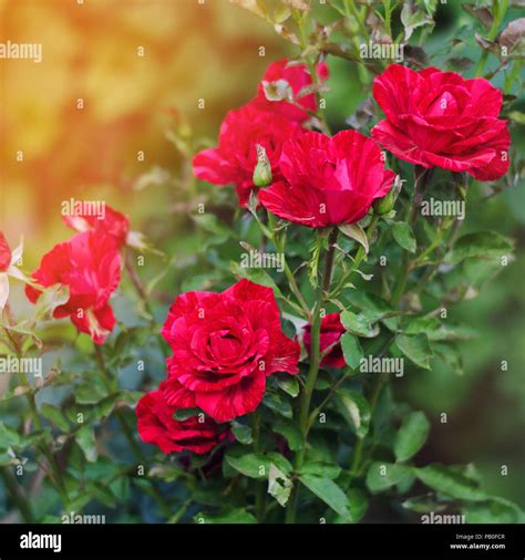Beautiful Red Roses In The Garden Nature Wallpaper Flowers Bush Of