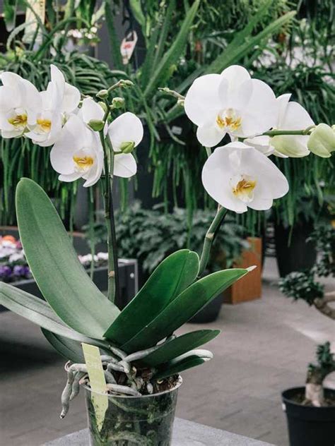 «dankbarkeit» von unserem neuen album «blueme». Orchidee "wild", Optiflor - Blumen-Gaab