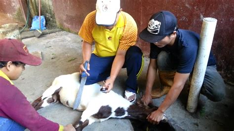 Golok sembelih bahan, baja selap, panjang bilah, 35cm pjg total, 49 handel, kombinasi duralium,tulang,kayu sonokeling , batik permanen sarung, kulit asli ketajaman, super tajam. MjFatonah - Sembelih Kambing - YouTube