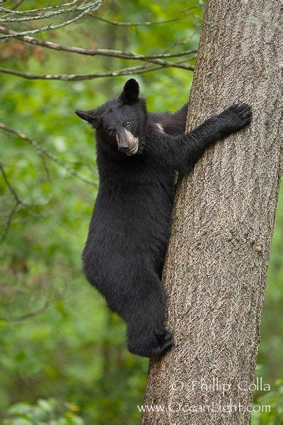 Do Bears Climb Trees Marilu Cote