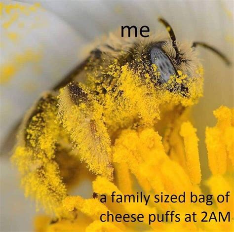 2am Bees Know Your Meme