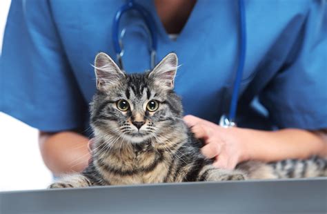 Veterinary Services For Cats Advanced Care Veterinary Hospital