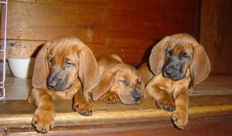 This is the price you can expect to budget for a redbone. Redbone Coonhound Puppies For Sale | Torrance, CA #244978