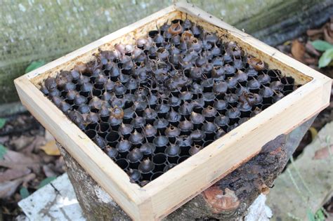 Cara panen madu hasil ternak lebah trigona spp (lebah kelulut) / klanceng (teuweul: Madu Lebah Jati: Lawatan Ke Giant B Farm