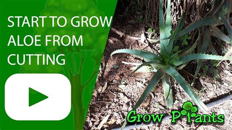 Start To Grow Aloe From Cutting YouTube