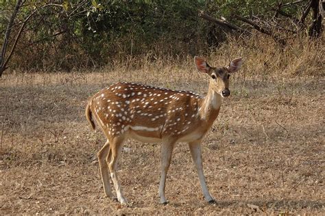 Hd Wallpaper Spotted Deer Chital Doe Female Axis Axis Wildlife