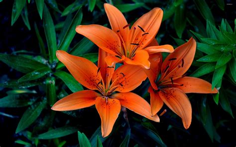 Wild spring leaf wildflower orange and yellow engraved ink art. Orange lilies 3 wallpaper - Flower wallpapers - #40296