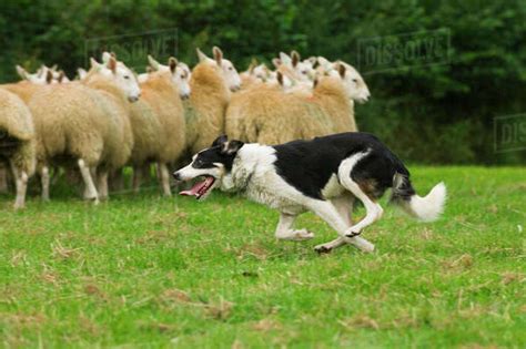 Livestock Border Collie Sheepdog Rounding Sheep Up United Kingdom