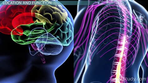 White Matter Vs Gray Matter Difference And Medical Terms