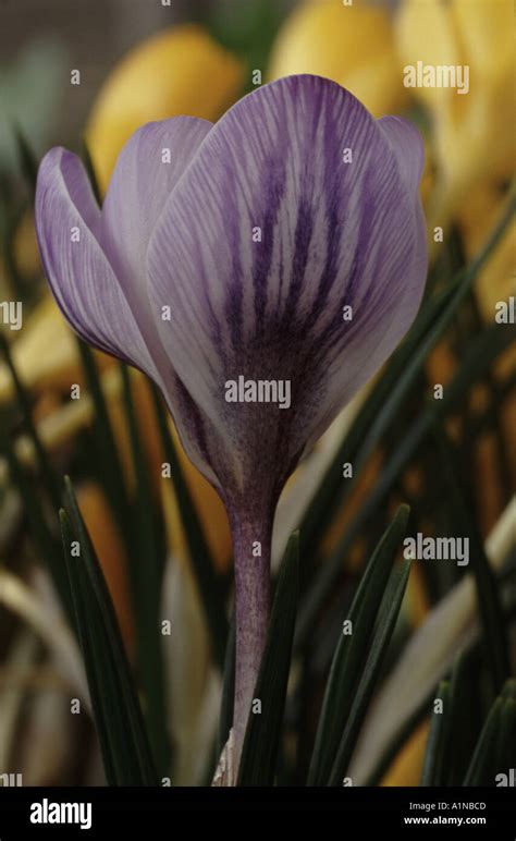 Crocus Chrysanthus Skyline Stock Photo Alamy
