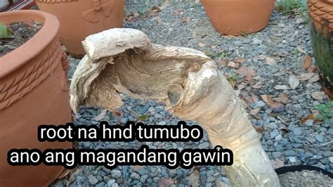 Root Na Hndi Tumubo Ano Ang Magandang Gawin Youtube