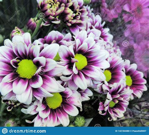 Pretty Bright And Attractive White And Purple Gerbera Daisy Bouquet Stock