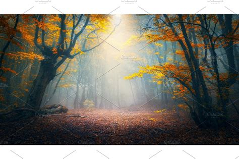Enchanted Autumn Forest In Fog In The Morning Old Tree High Quality