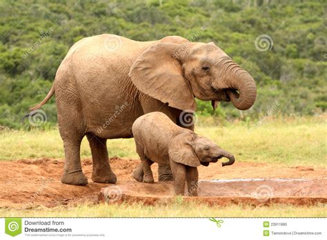 Mother And Baby African Elephant South Africa Stock Image