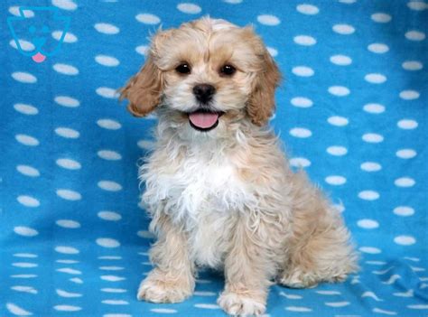 The head is round and broad with a short muzzle. Champ | Shih Tzu Mix Puppy For Sale | Keystone Puppies