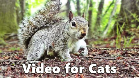 Cat Tv Squirrels And Woodland Birds Spectacular Youtube