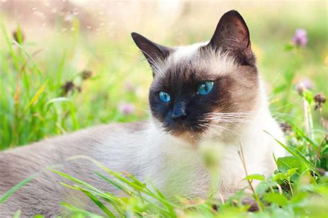 Do Hypoallergenic Cat Breeds Exist Best Cat Breeds For Allergy