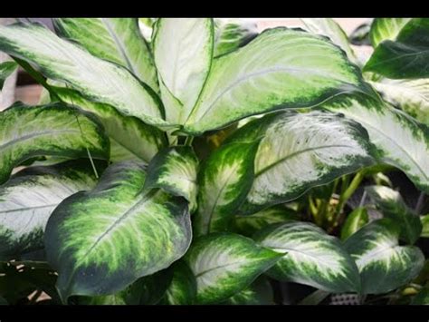 This plant identification app can only identify a plant whose image has already been shared by a user and thus, added what are the best apps to identify plants and flowers? house plants - house plants identification pictures - YouTube
