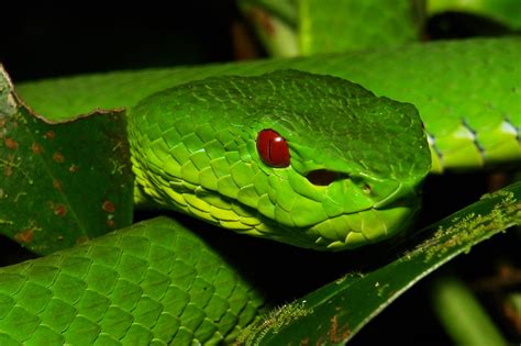Reptile Facts Sinophilia Chinese Green Tree Pit Viper