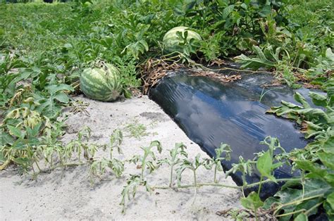 Watermelon Fusarium Wilt Update Panhandle Agriculture