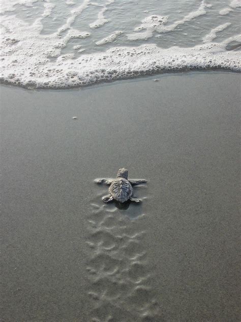 The turtle expedition's south american adventure has been postponed. Sea Turtles Dig South Carolina! | Troi Kaz Coastal Group