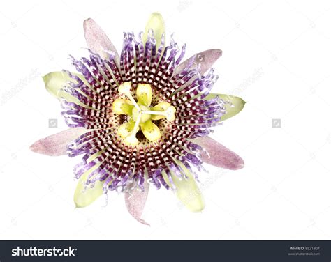 Passiflora Edulis Clipart 447px Image 15