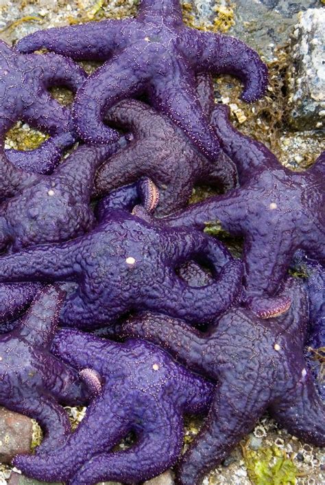 Pisaster Ochraceus Ochre Or Purple Starfish Asteroidea