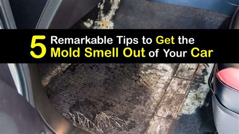 Moldy Smelling Car Problems Eliminate Mold Odors From The Car